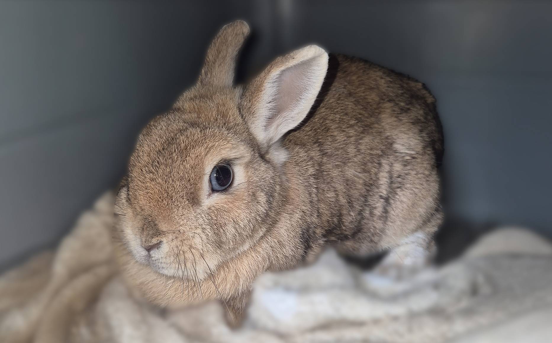 Winnie
