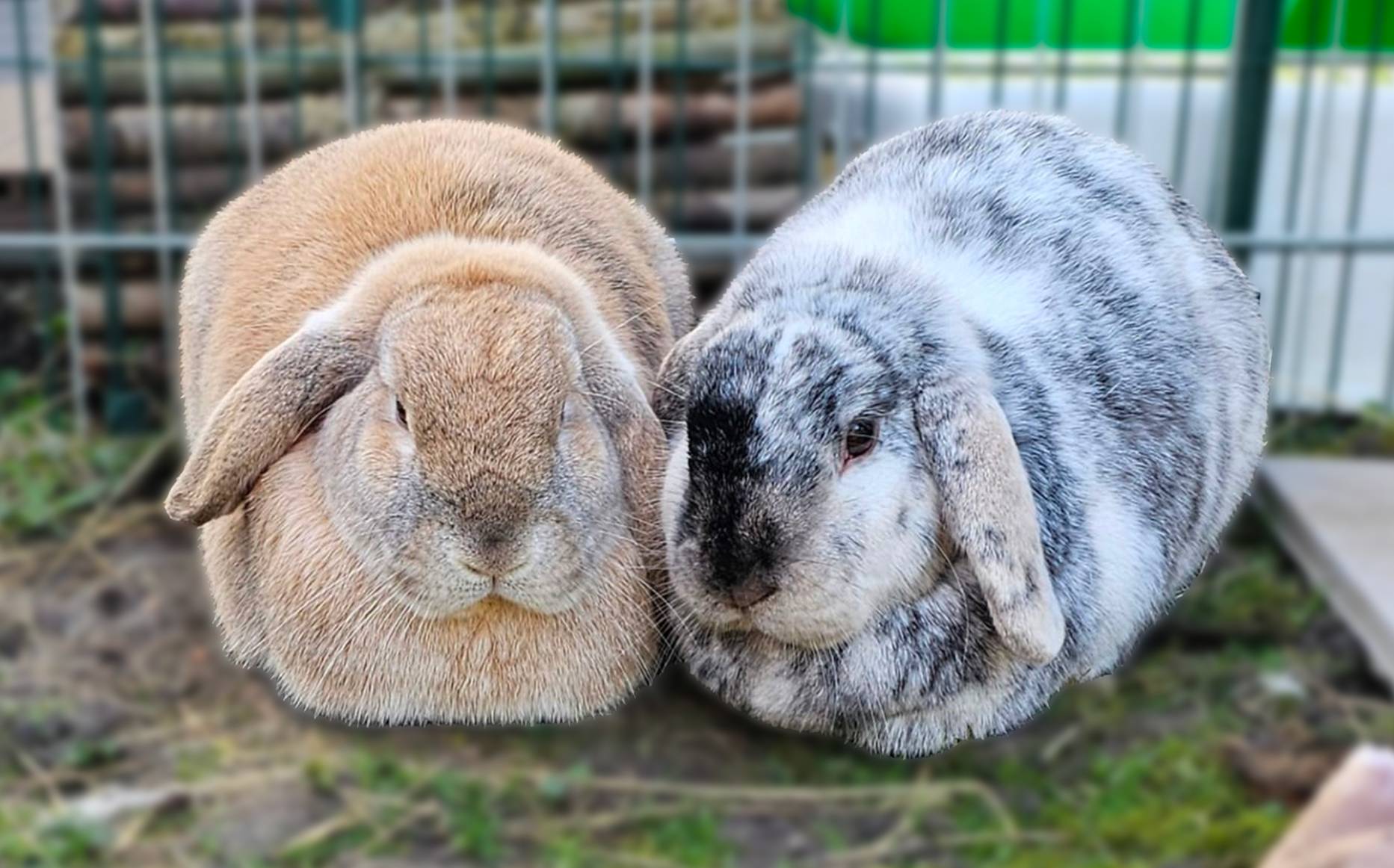 Chamallow & Hera