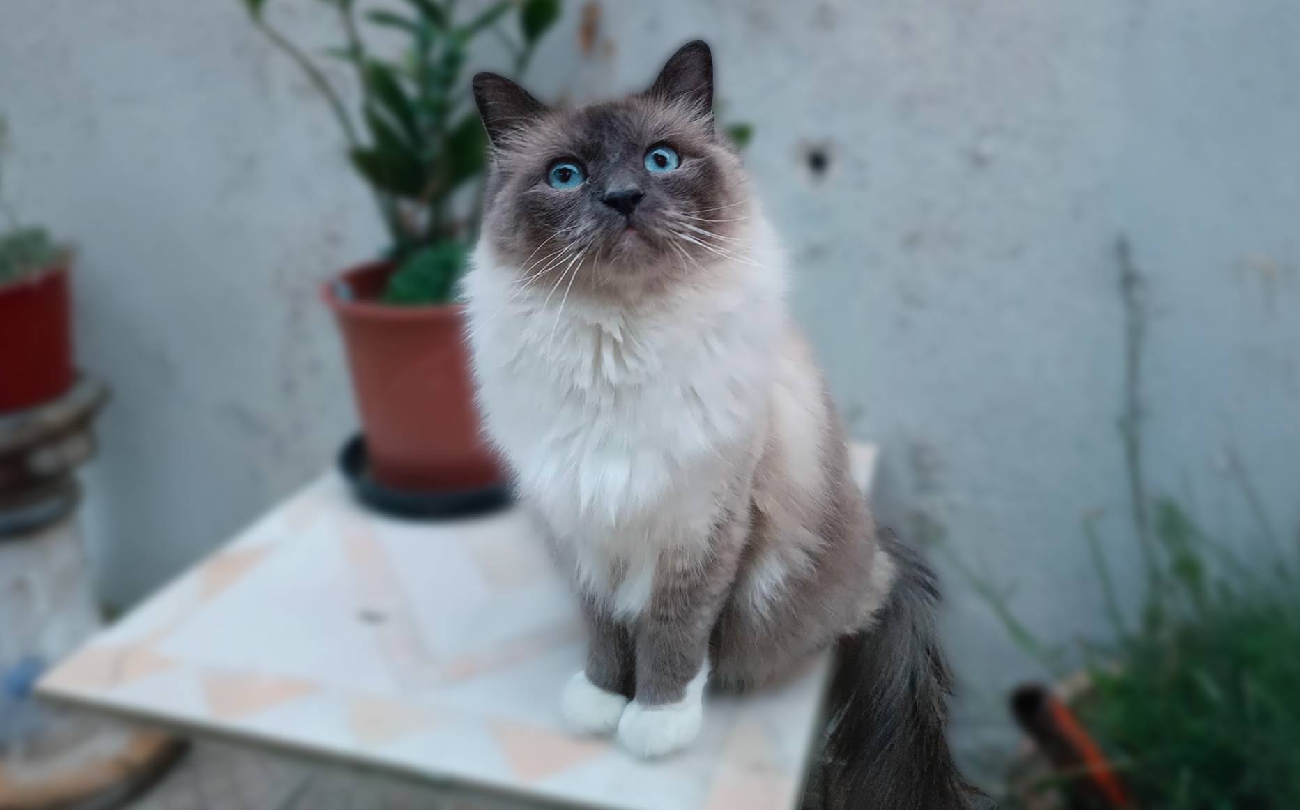 Darwin