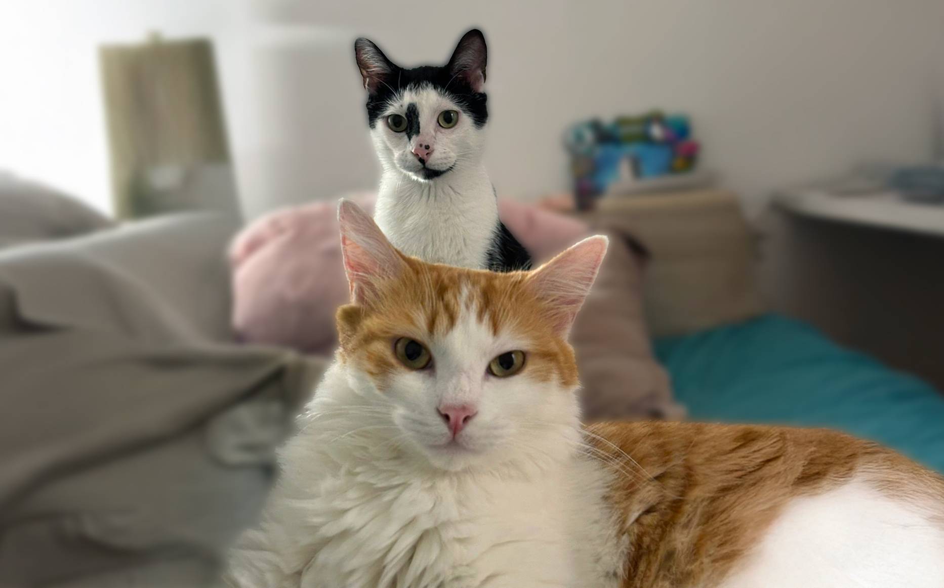 Garfield & Snow