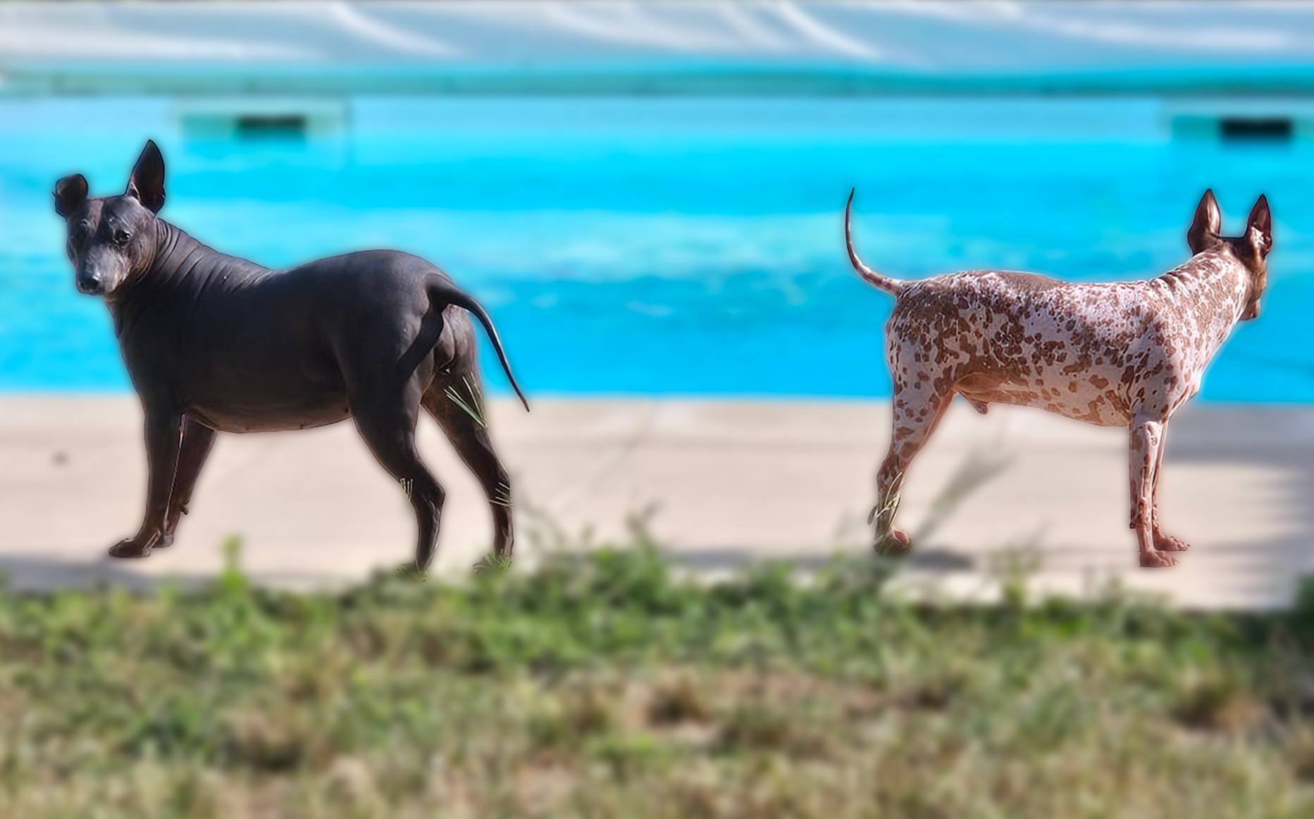 Java & Itee