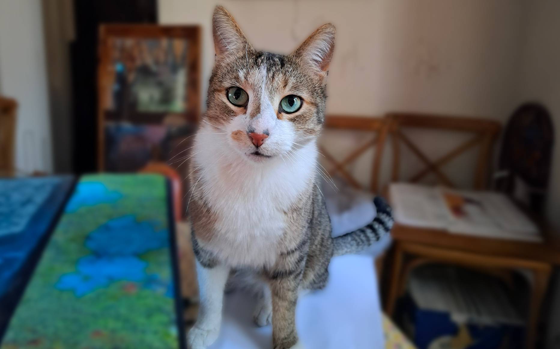 Lisa