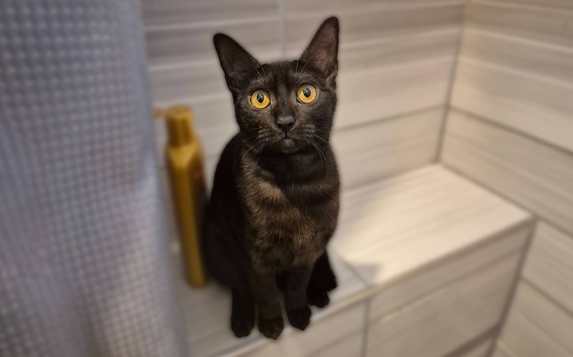 Lola