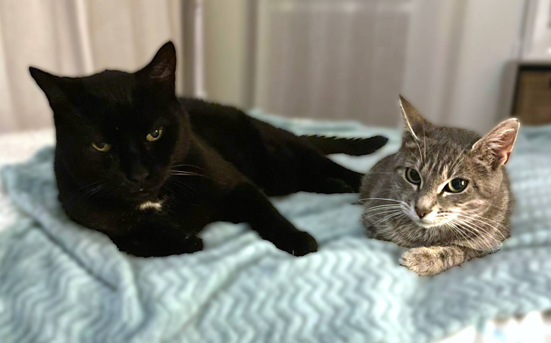 Midnight & Holly