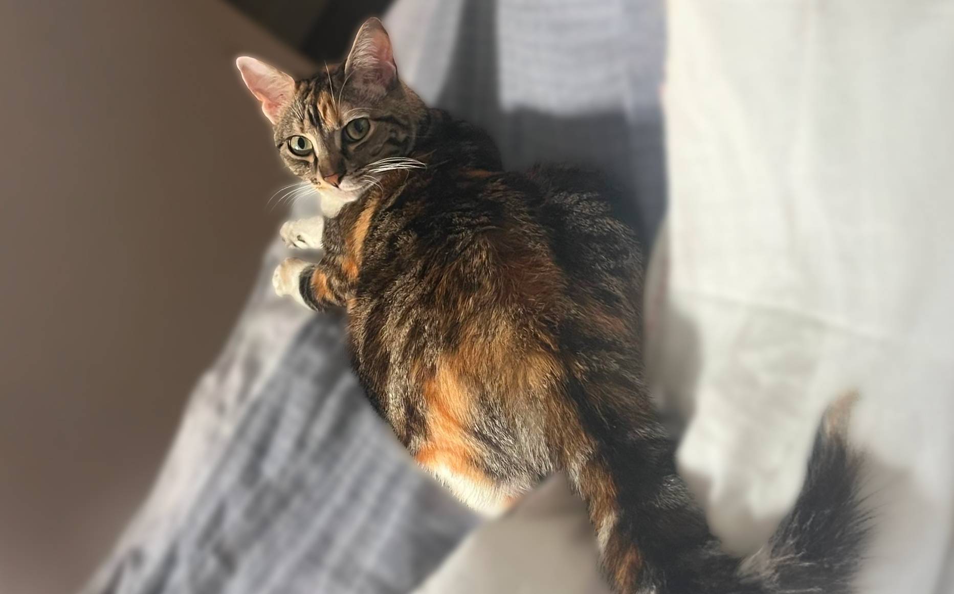 Stella