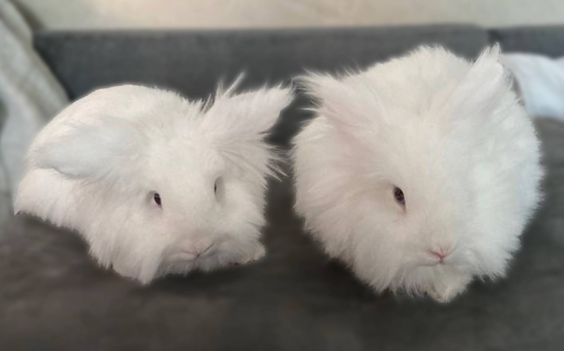 Nymphadora & Remus