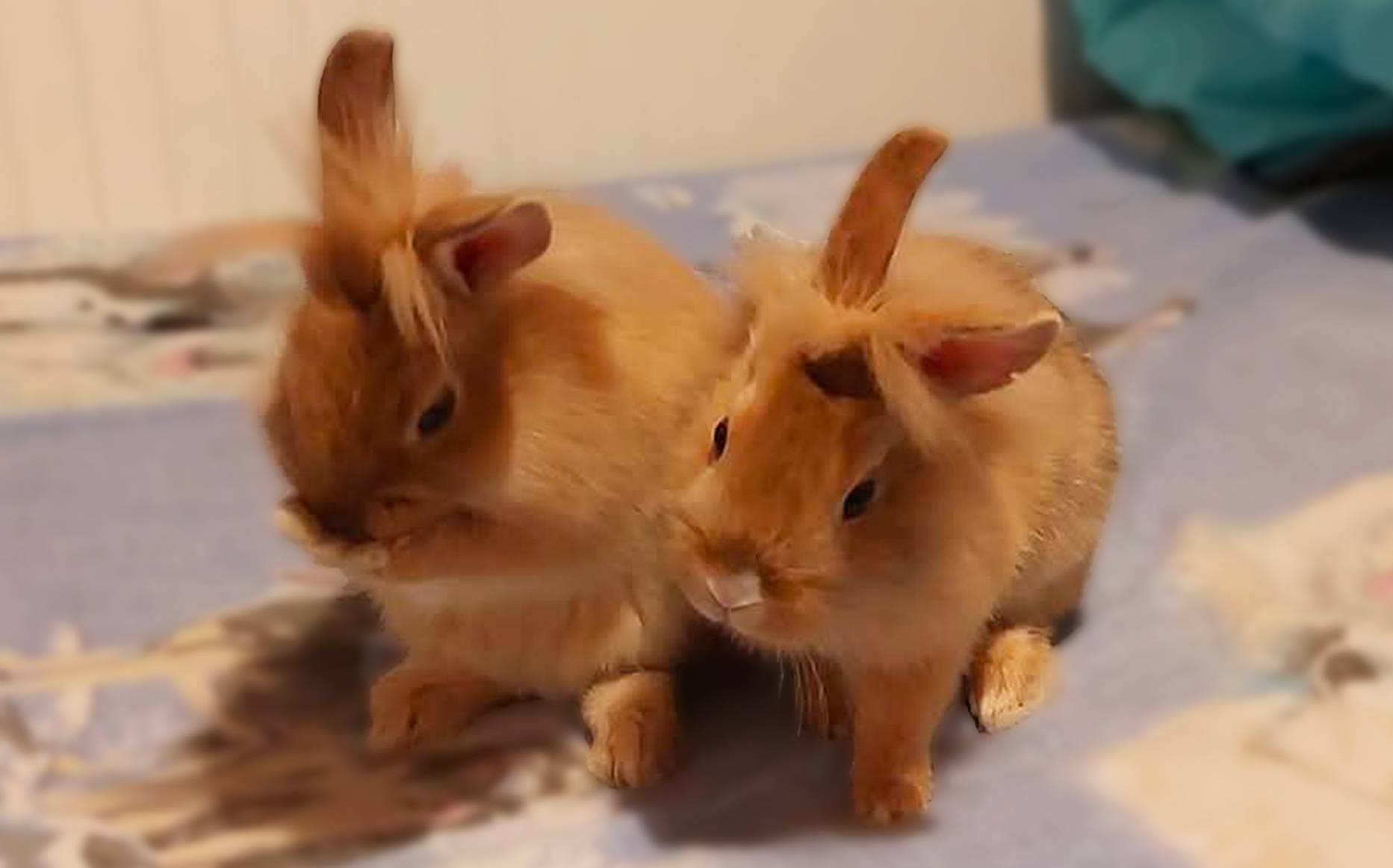 Chipie & Canelle