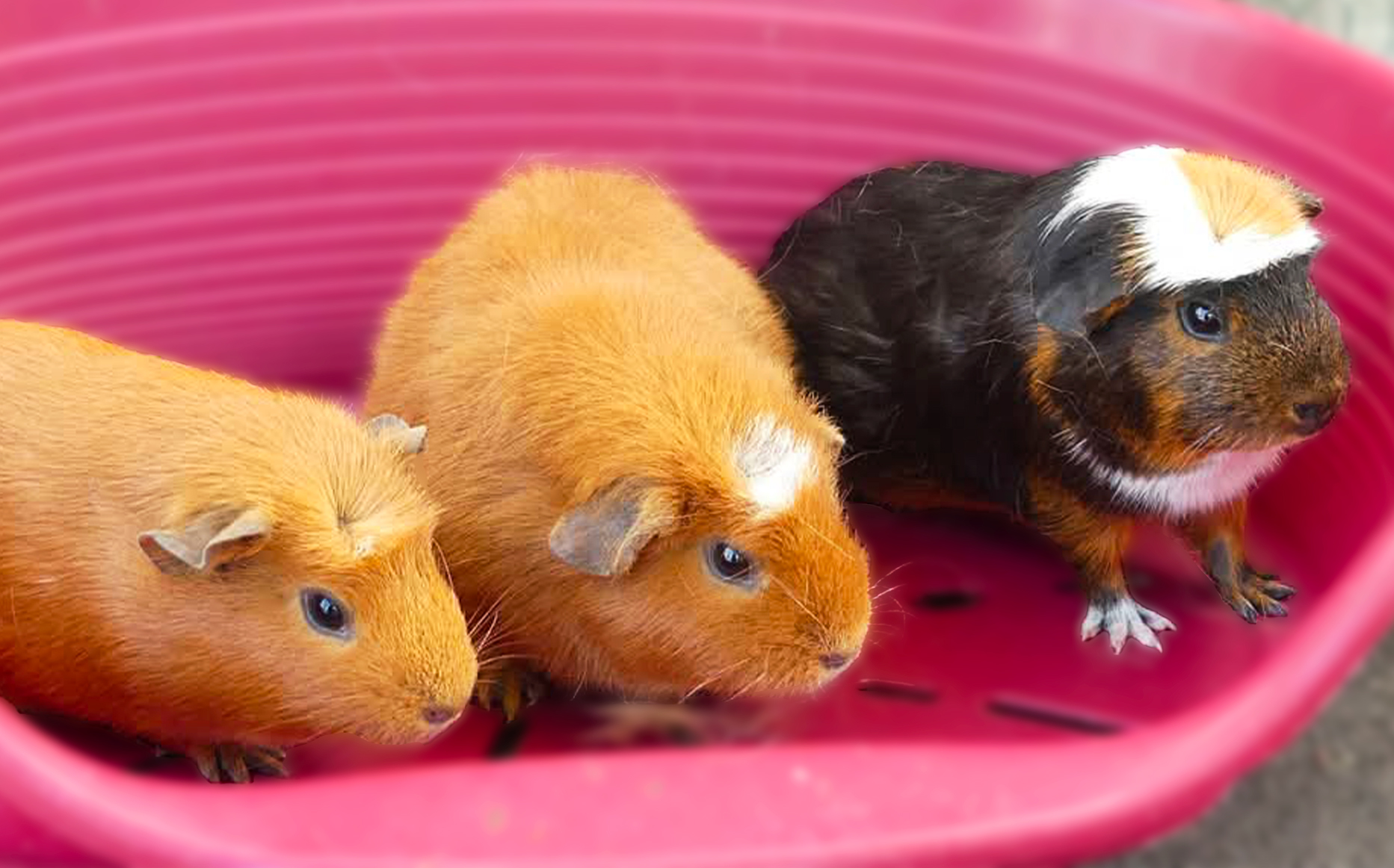 Dolly, Brownie & Bianca