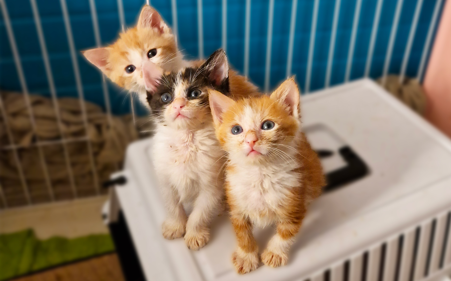 Nectarine, Kaki & Abricot