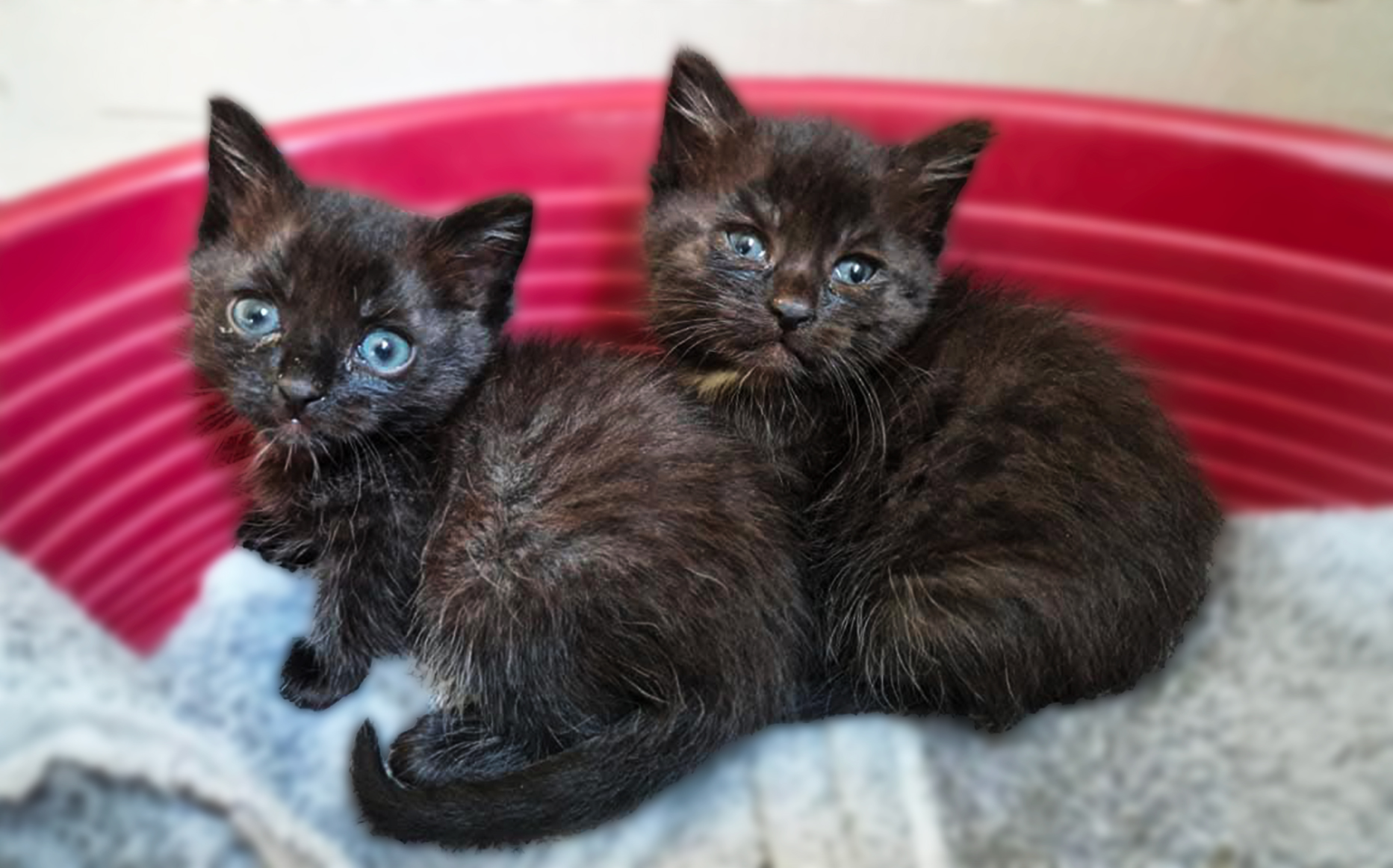 Opale & Perle
