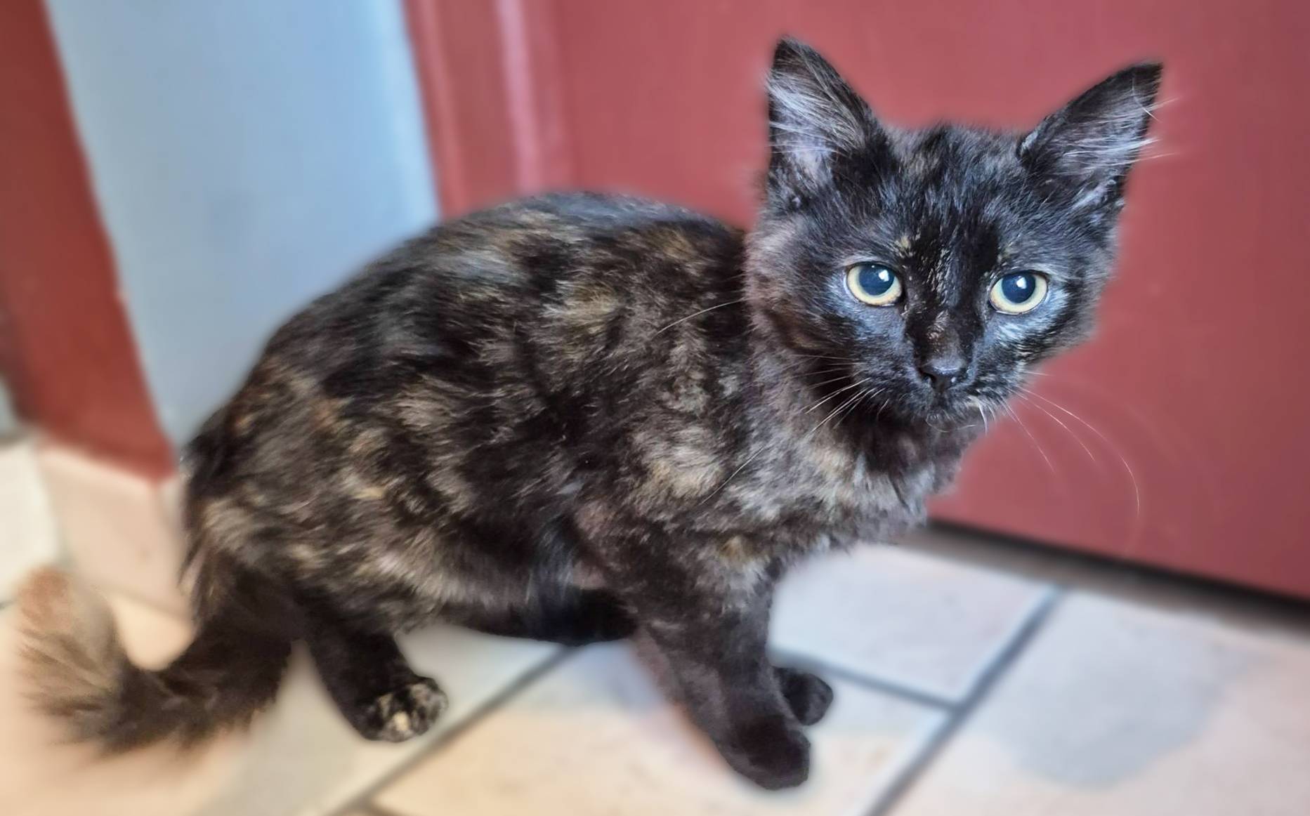 Zephyra