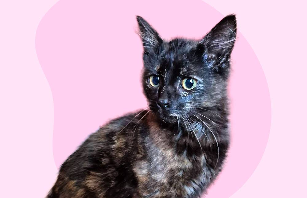 Zephyra