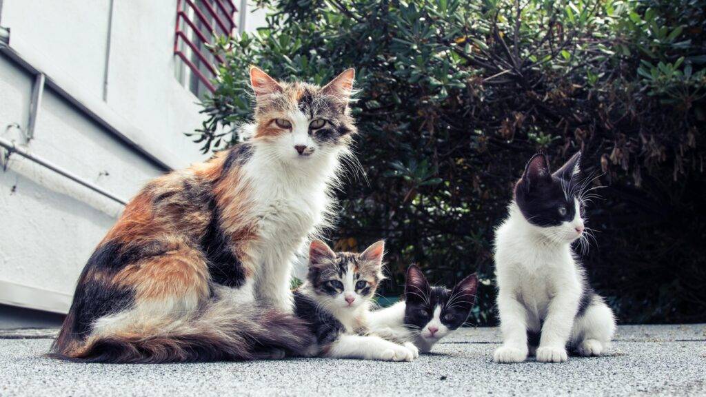 La saison des chatons : une urgence silencieuse