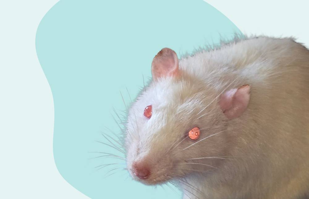 Rats