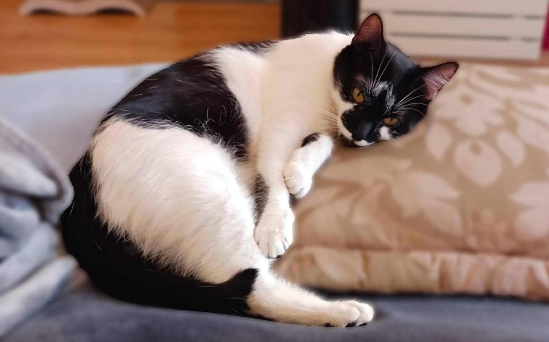 Séquoia