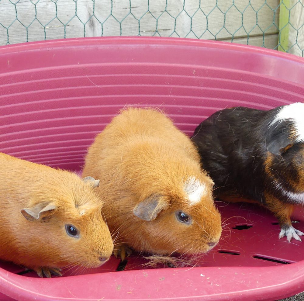 Dolly, Bianca et Brownie