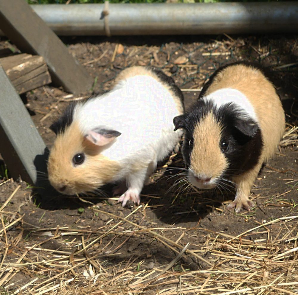 Zeus & Hadès